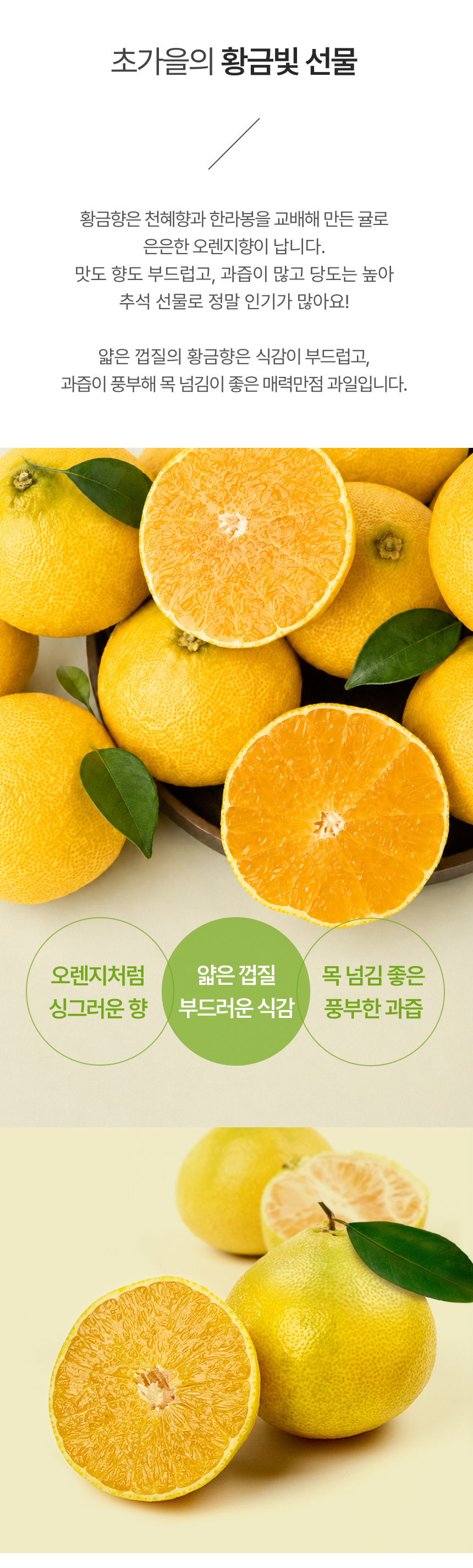 [한섬누리]제주 고당도 하우스감귤 3kg 5kg 10kg 가정용 선물용 제주귤