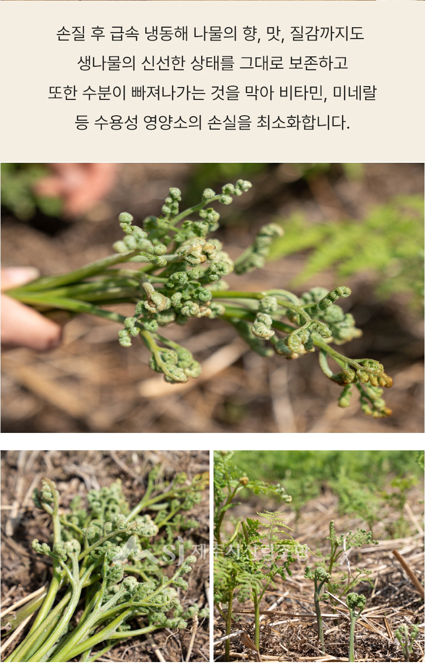 고사리,제주고사리,삶은고사리,간편조리,제주산지직송,제주산림조합,국내산나물,나물반찬,제사나물,나물비빔밥,산채비빔밥
