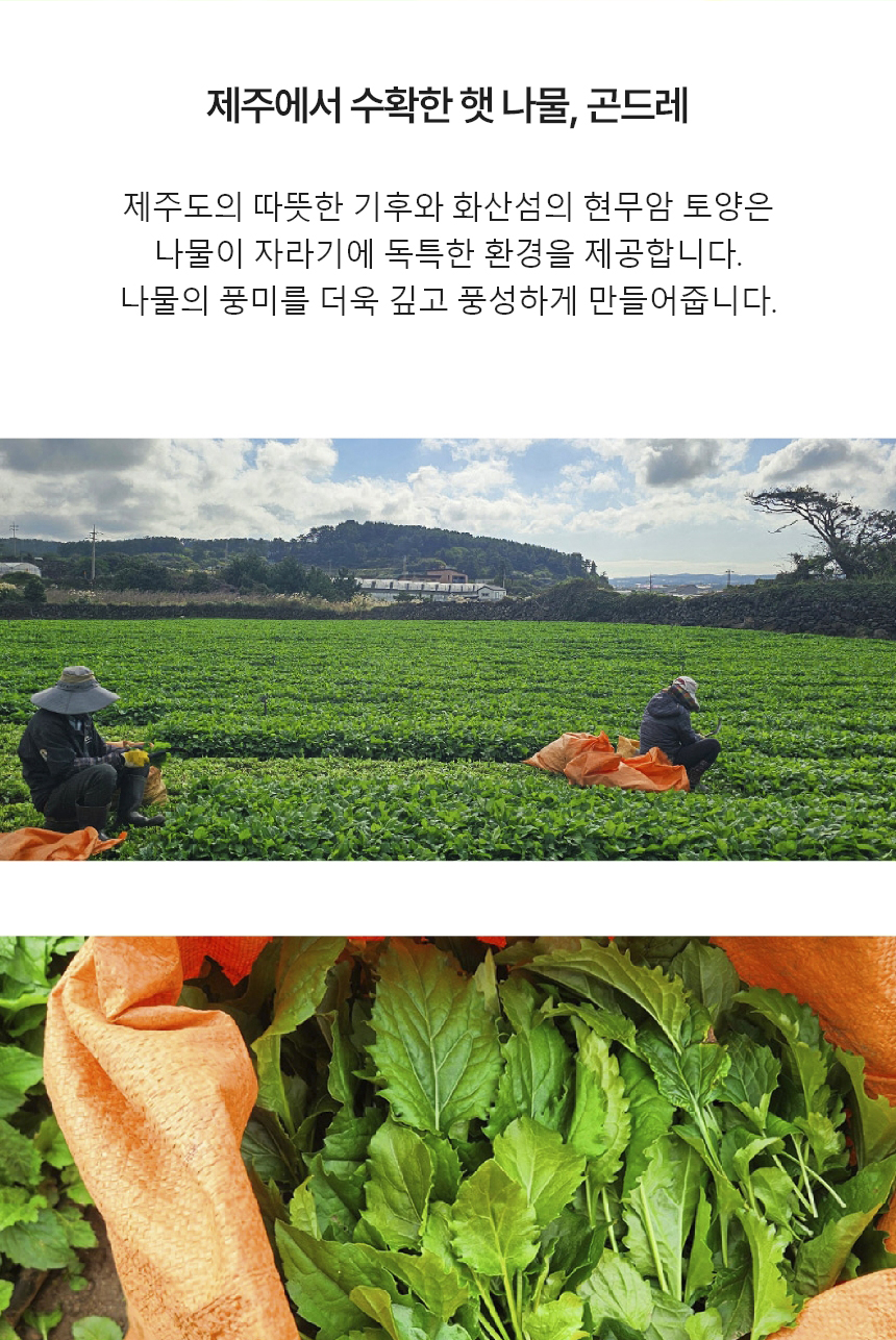 곤드레,제주곤드레,삶은곤드레,곤드레나물,곤드레비빔밥,간편조리,국내산나물,나물반찬,제사나물,나물비빔밥,산채비빔밥