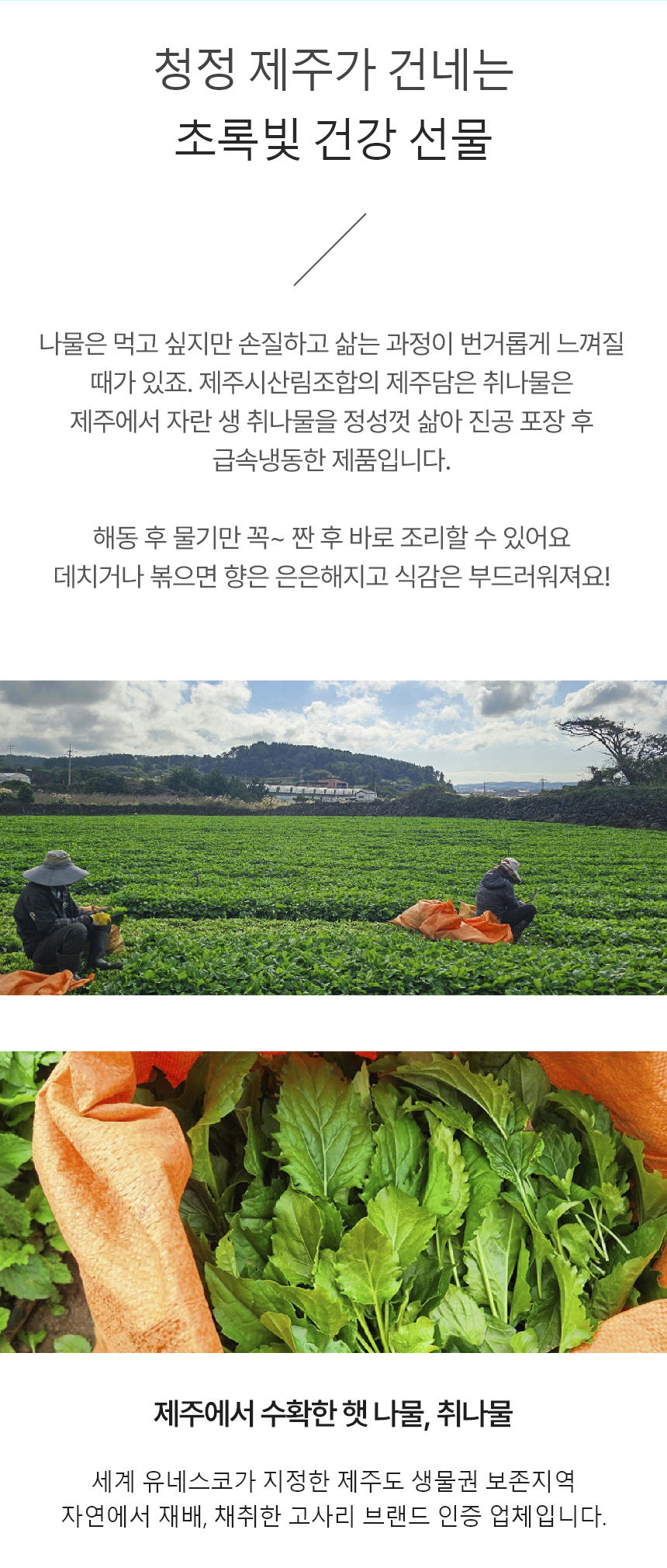 취나물,제주취나물,삶은취나물,취나물나물,취나물비빔밥,간편조리,국내산나물,나물반찬,제사나물,나물비빔밥,산채비빔밥