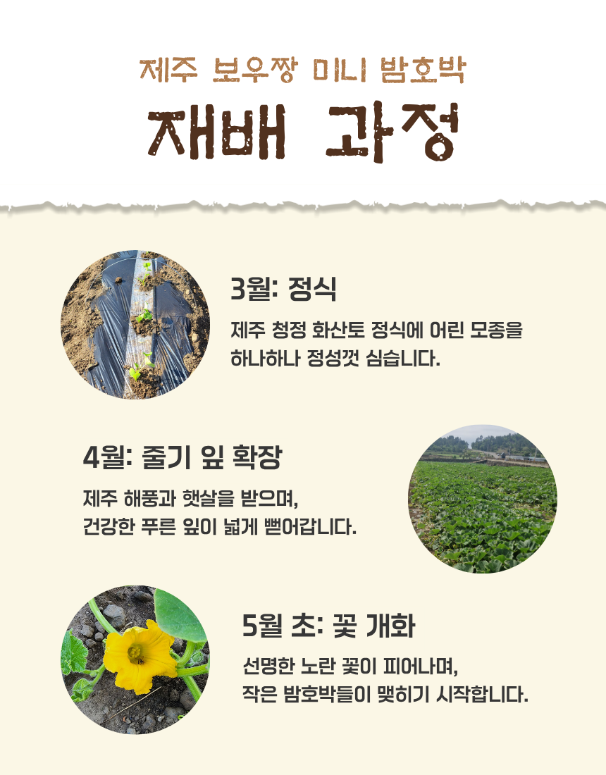 제주미니밤호박(보우짱) 로얄과 (250g~500g) 핫딜!! 특가!! 다이어트