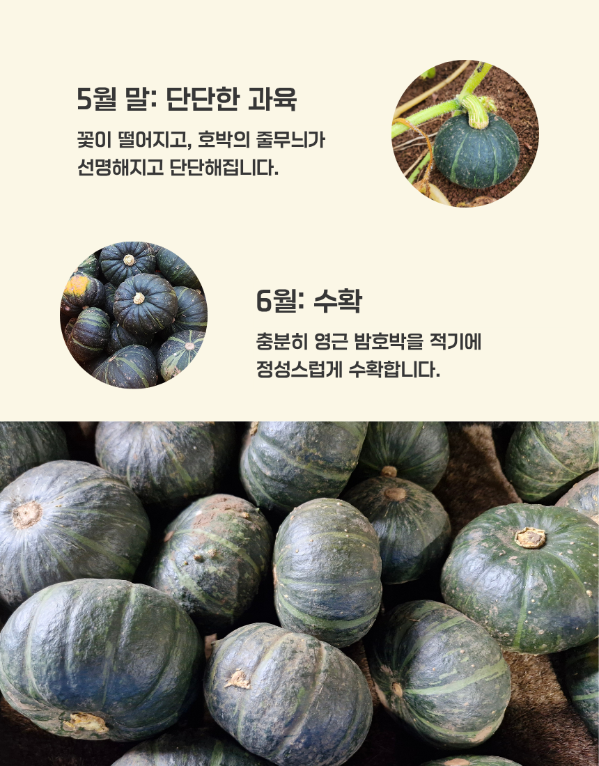제주미니밤호박(보우짱) 로얄과 (250g~500g) 핫딜!! 특가!! 다이어트식품