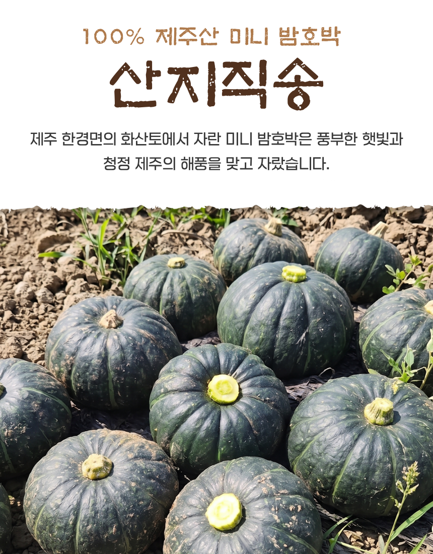 제주미니밤호박(보우짱) 소과 (100g~250g) 핫딜!! 특가!!