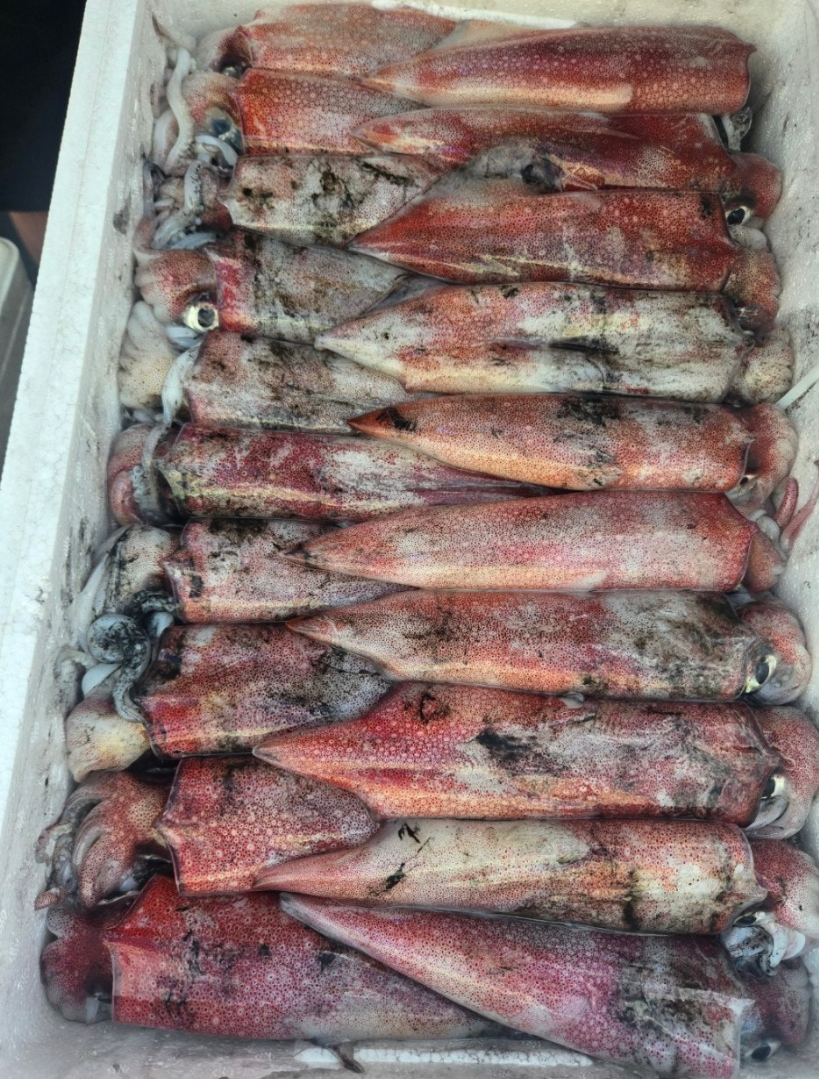 [당일생물 ] 제주 한치 20마리 오늘 발송 내일 도착