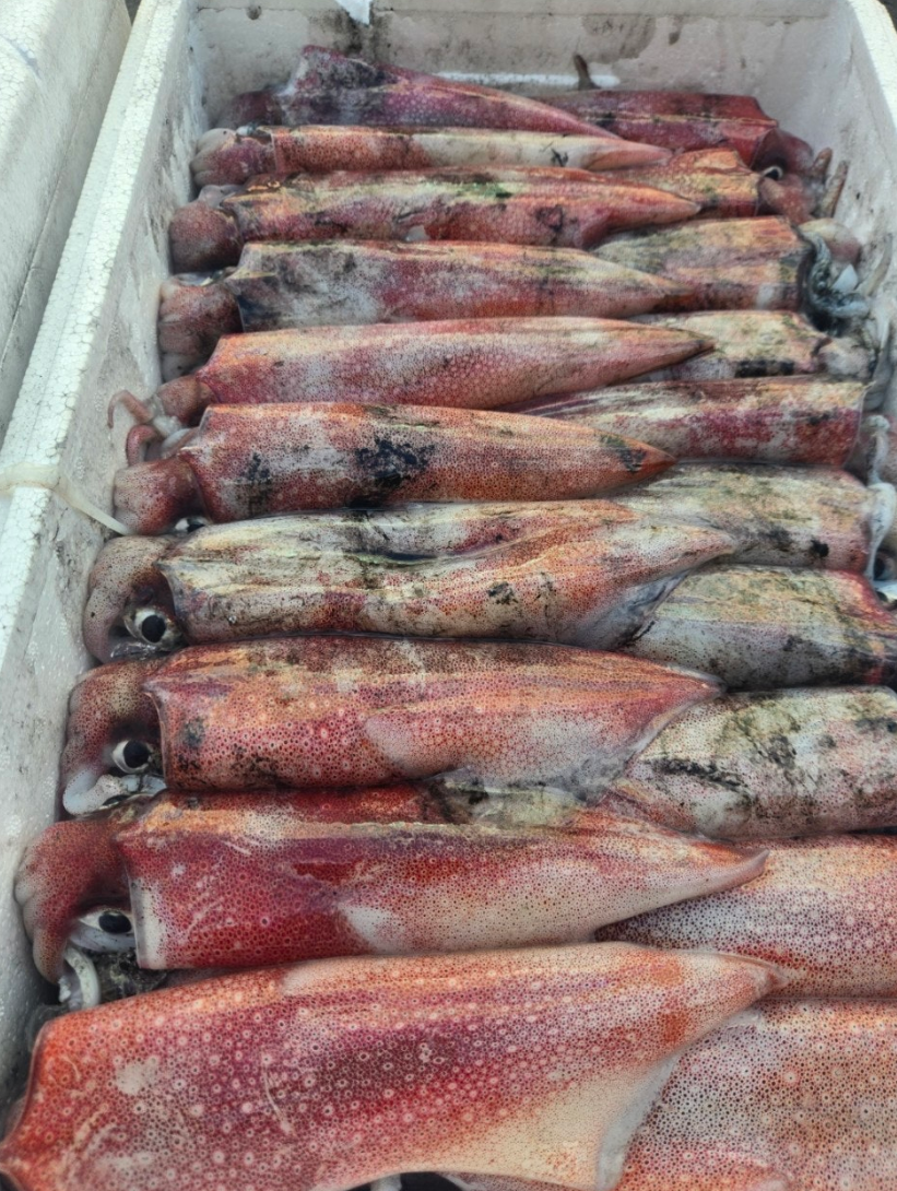 [당일생물 ] 제주 한치 20마리 오늘 발송 내일 도착