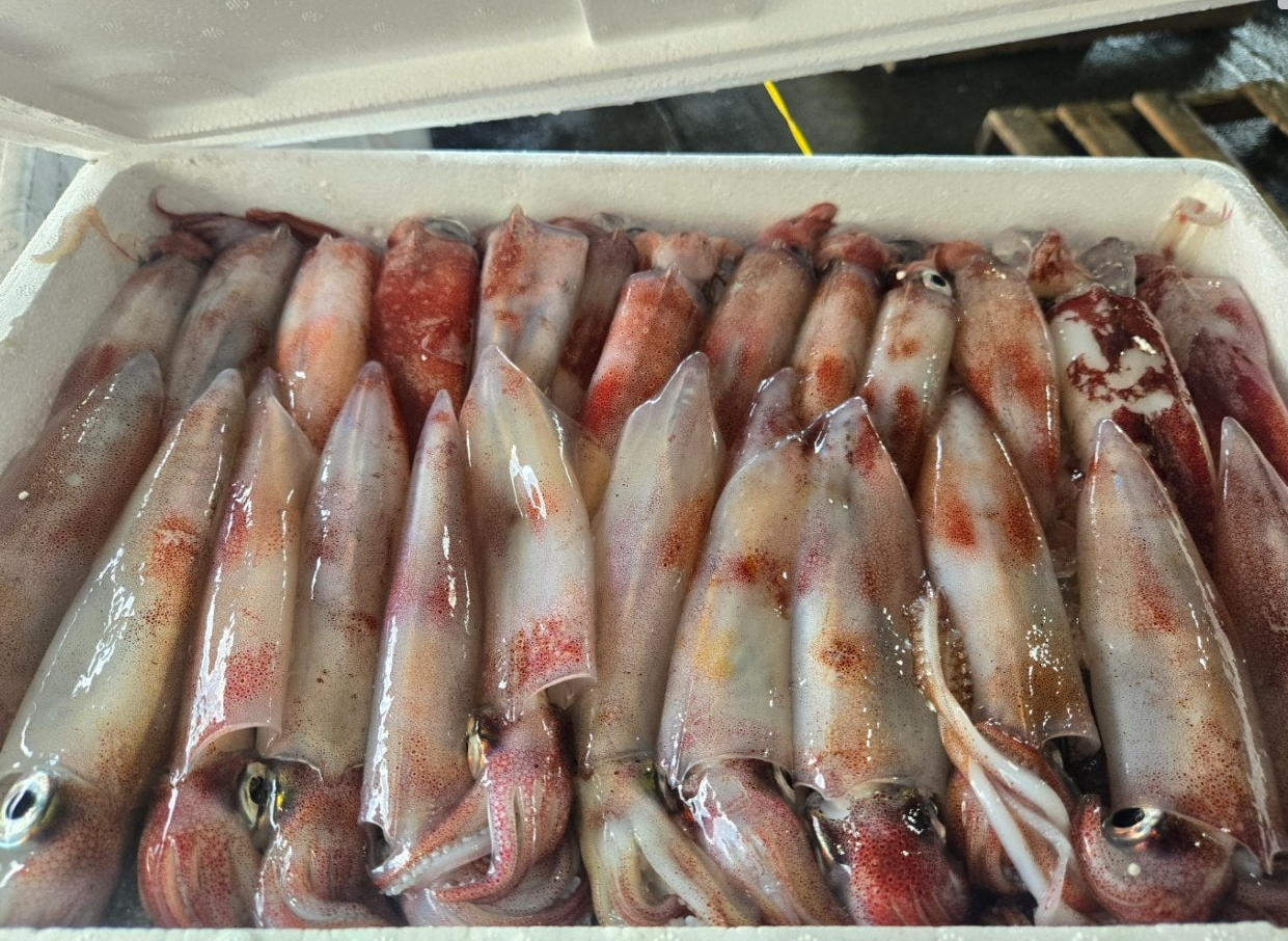 [당일생물 ] 제주 한치 20마리 오늘 발송 내일 도착