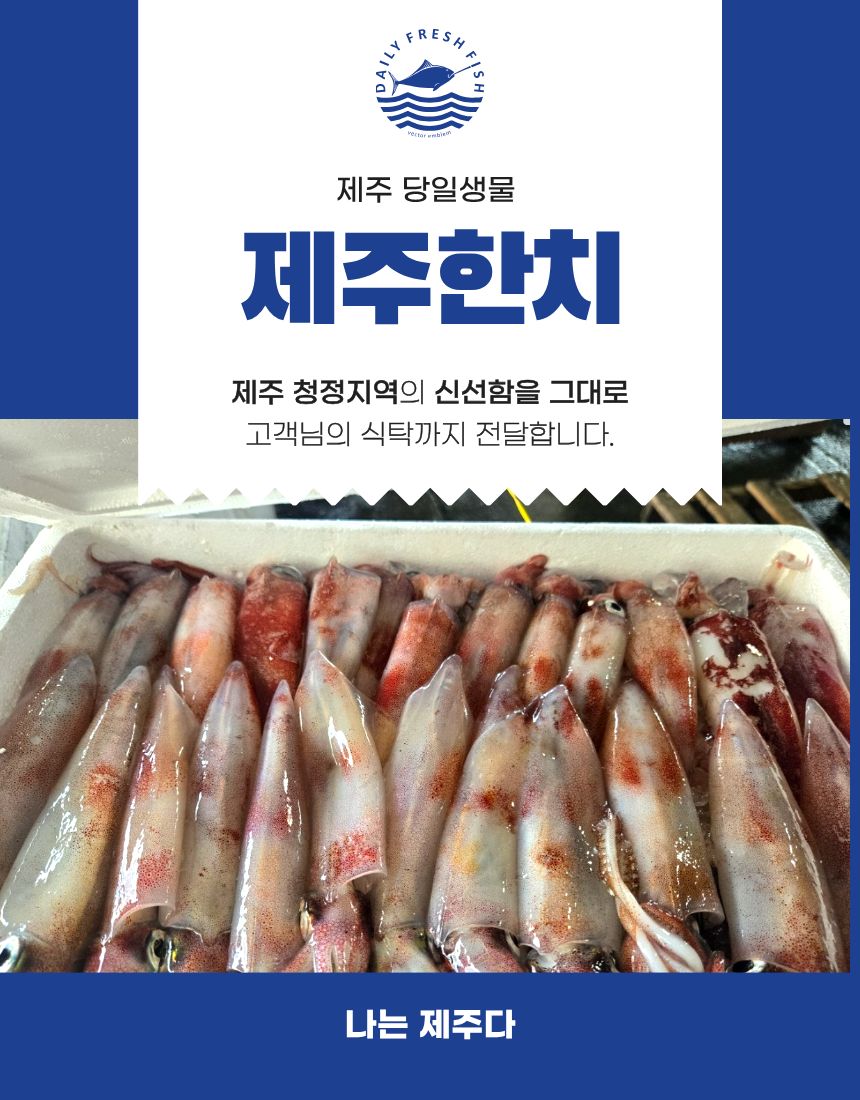 [당일생물 ] 제주 한치 20마리 오늘 발송 내일 도착