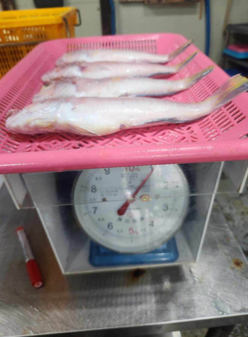 [당일생물 ] 제주 옥돔 당일바리 당일발송 내일도착