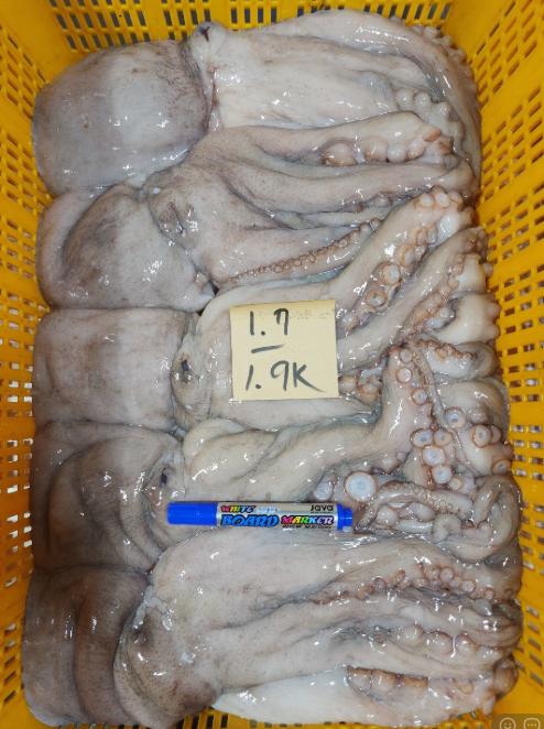 [복사] [당일생물 ] 제주 당일바리  제주돌돔 서비스준비중