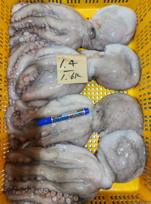 [복사] [당일생물 ] 제주 당일바리  제주돌돔 서비스준비중