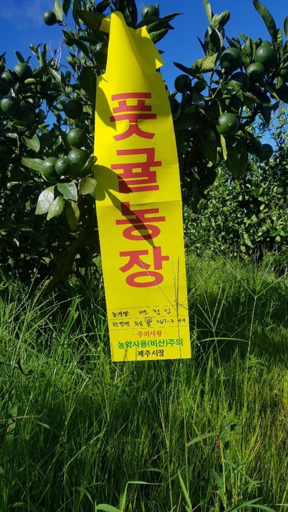 제주도 친환경 풋귤(청귤) 3kg, 5kg, 10kg 친환경