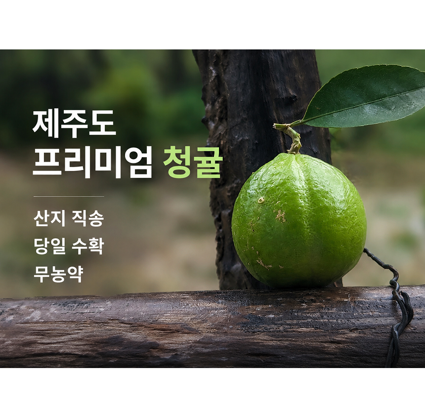 [당근의고백] 제주 프리미엄 새콤시큼 산지직송 청귤 풋귤 (1kg ~ 10kg)