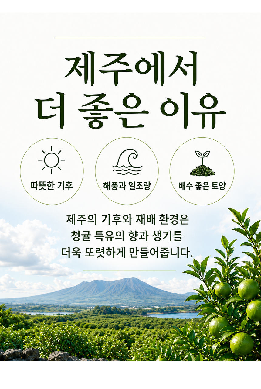 [당근의고백] 제주 프리미엄 새콤시큼 산지직송 청귤 풋귤 (1kg ~ 10kg)