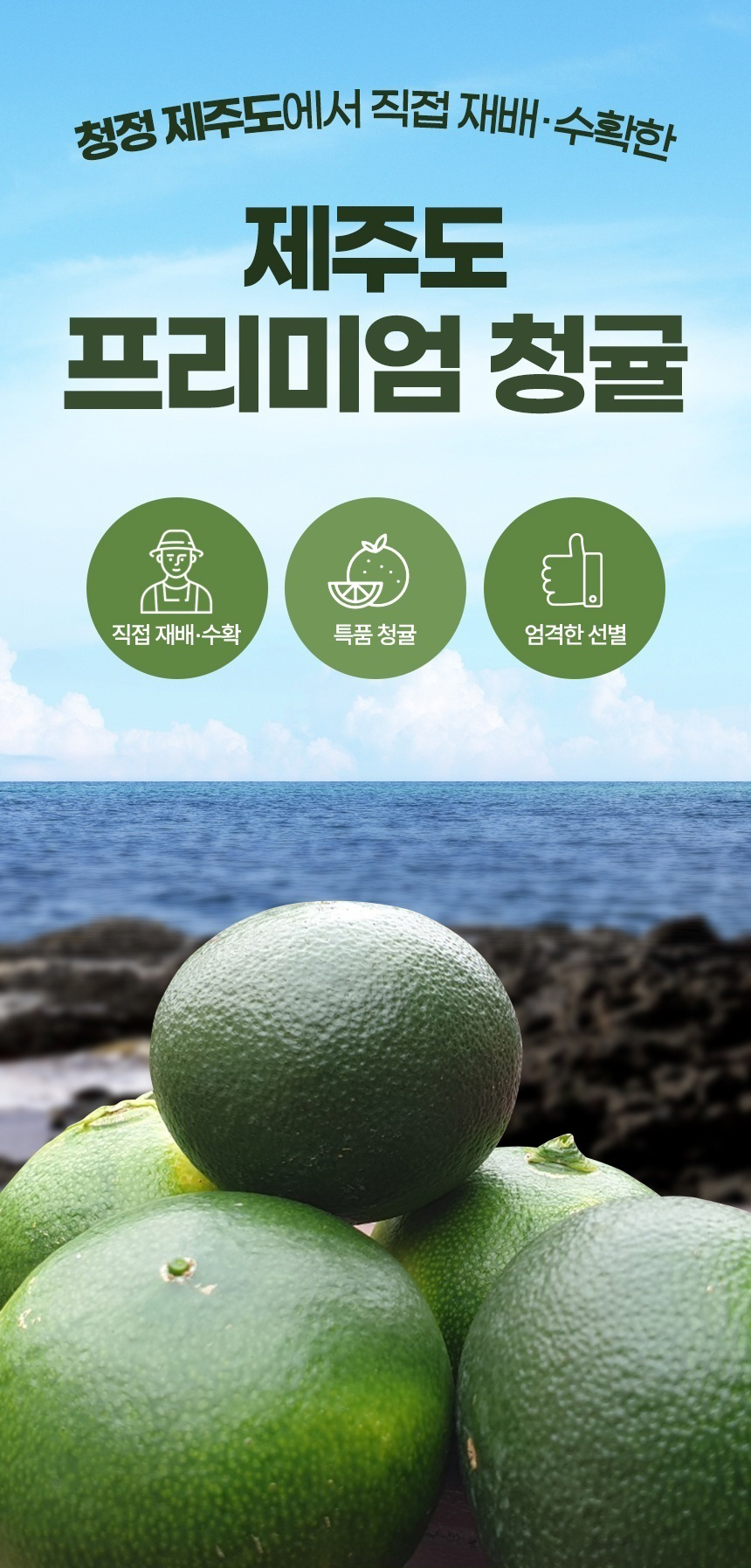 [서귀포] 친환경 특품 청귤 5kg 10kg 청귤청 청귤