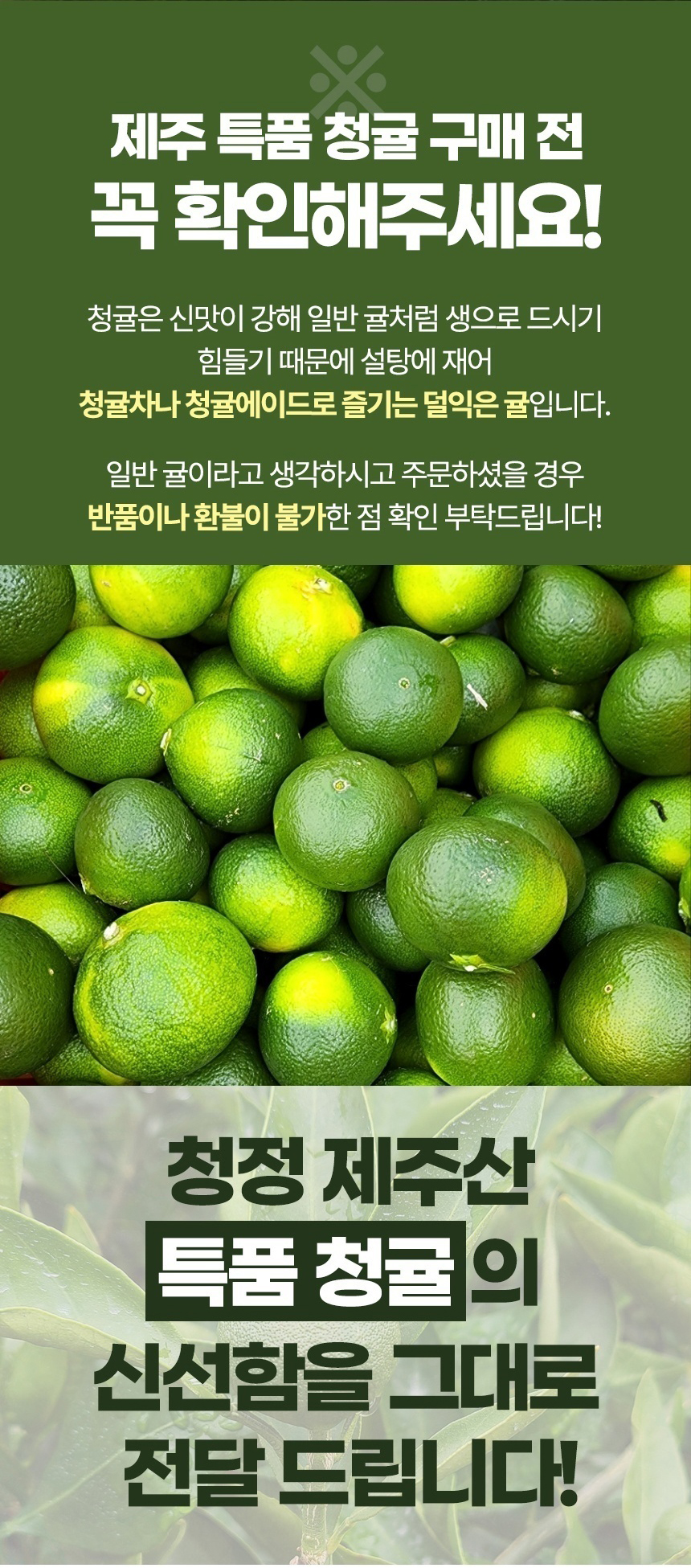 [서귀포] 친환경 특품 청귤 5kg 10kg 청귤청 제주청귤