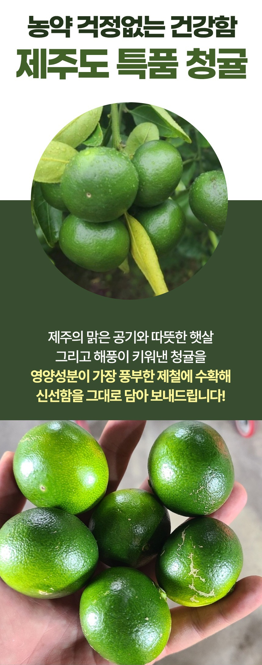 [서귀포] 친환경 특품 청귤 5kg 10kg 청귤청 제주풋귤