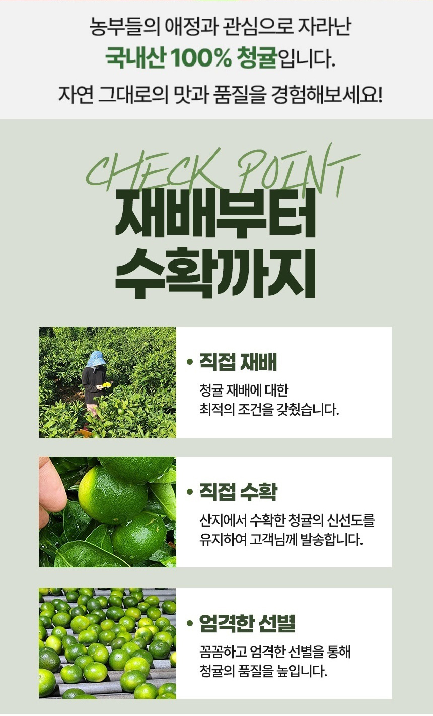 [서귀포] 친환경 특품 청귤 5kg 10kg 청귤청 청귤생과