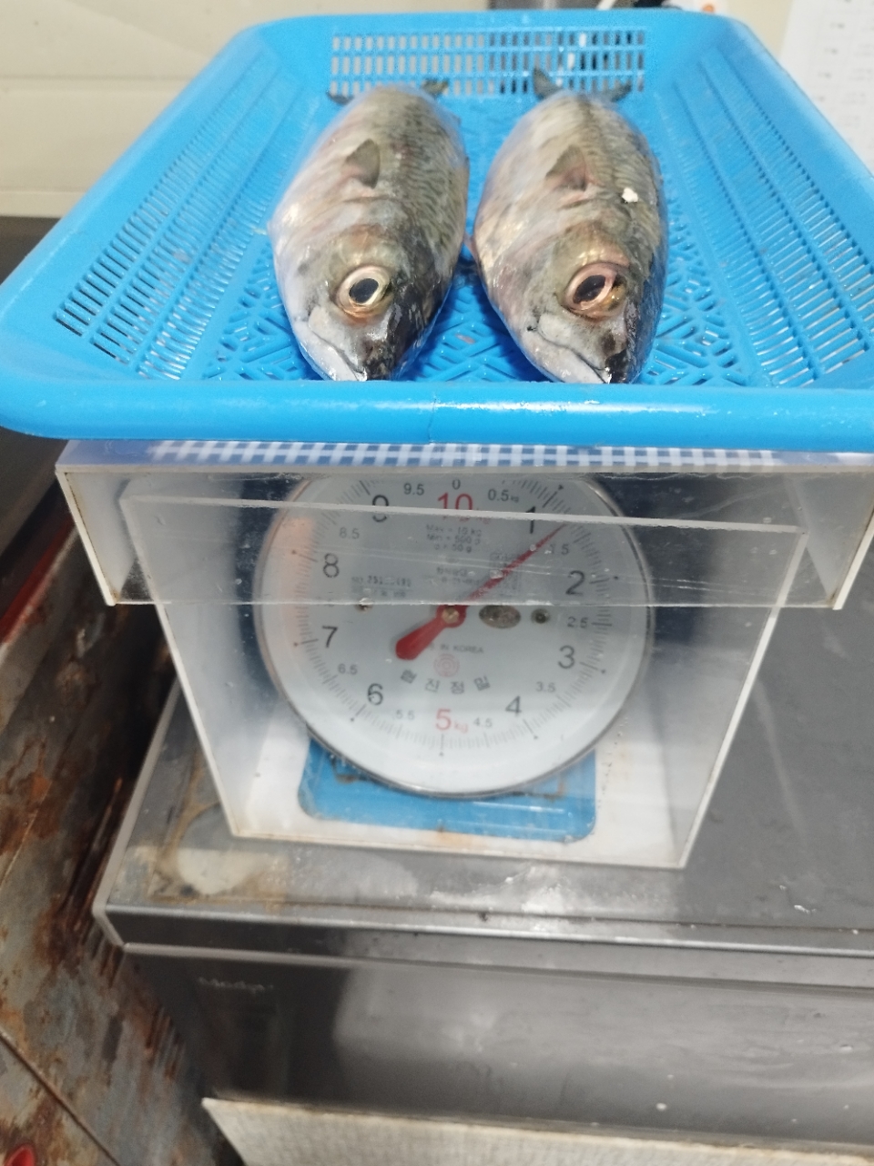 [당일조업 ] 제주 당일바리 구이고등어 \구이 조림 내장 아가미제거완료 1미 300-400g 2kg부터 판매 1kg 약2미 손질고등어