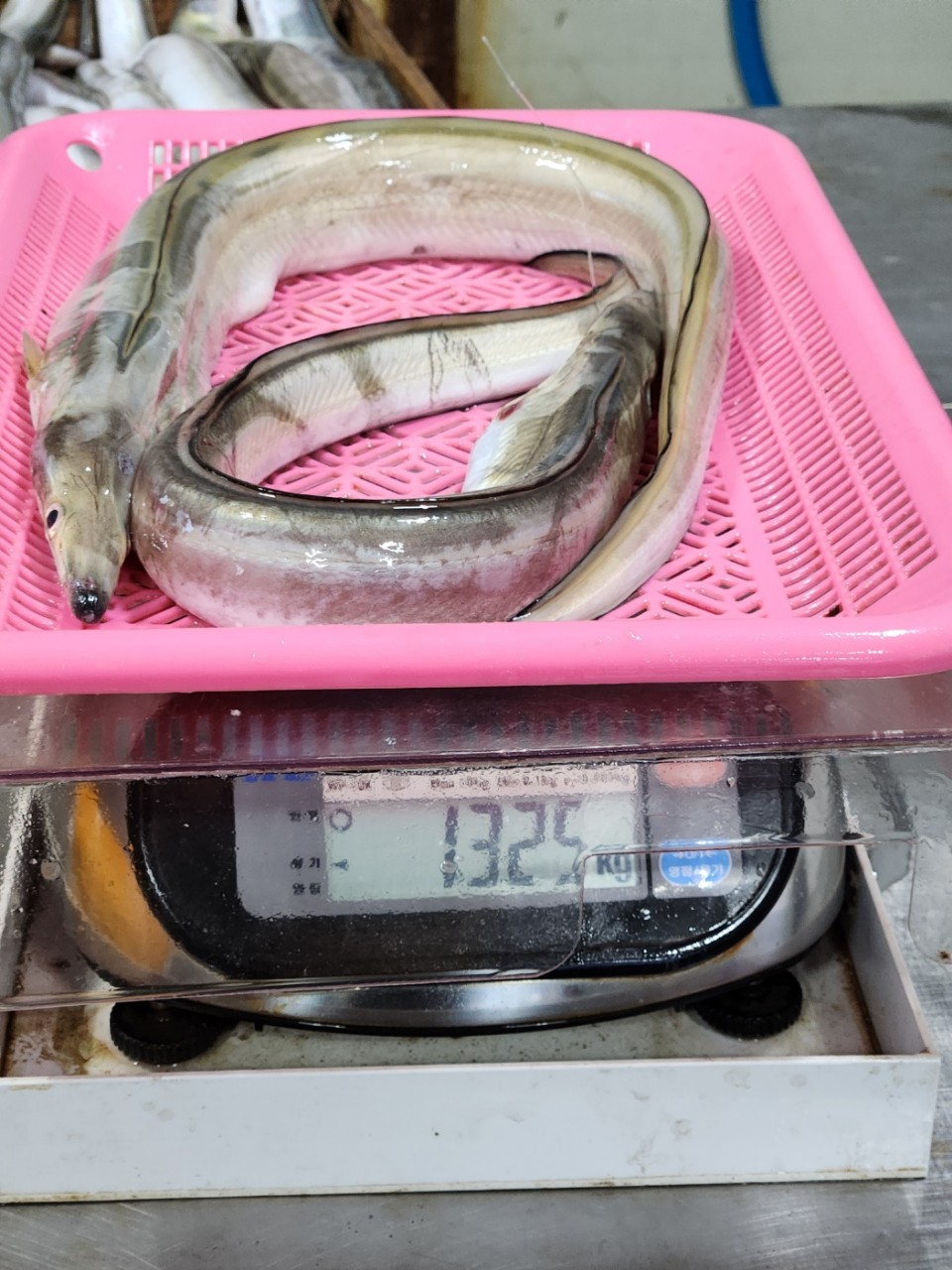 [당일조업 ] 제주 당일바리  횟감하모장어 내장제거 무료    1키로/약1~3미