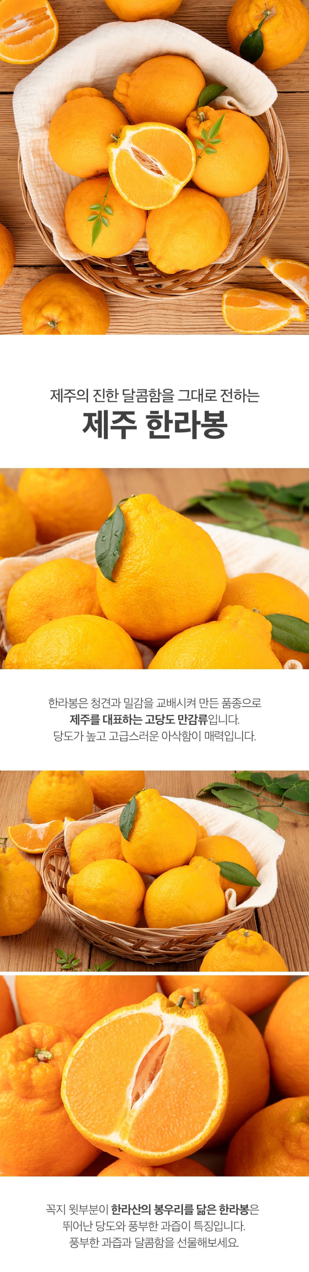 [당근의고백] 청정제주 고당도 한라봉 추석 선물세트  3-5kg