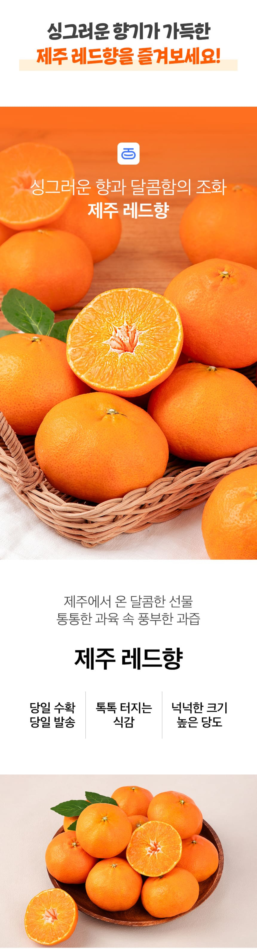 [당근의고백] 청정제주 고당도 레드향 추석 선물세트  3-5kg