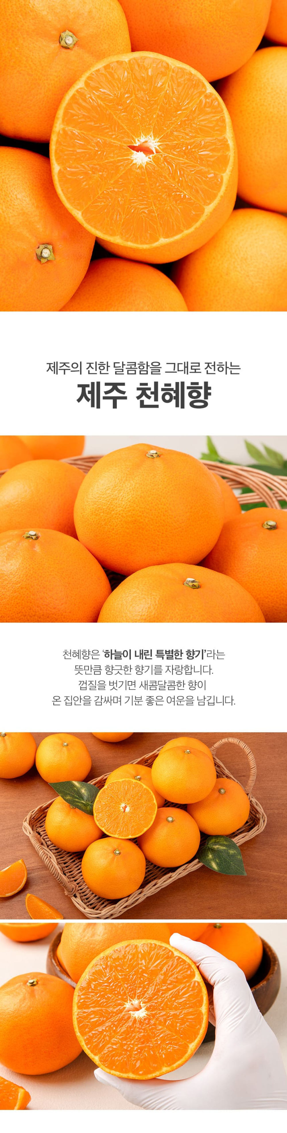 [당근의고백] 청정제주 고당도 처혜향 추석 선물세트  3-5kg