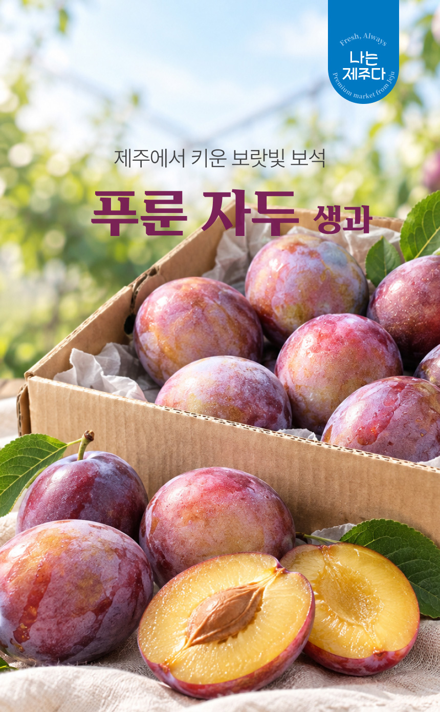 홍베리 제주에서 나는 생 푸룬 자두 생과 농장직송 1kg GAP 인증 푸룬자두