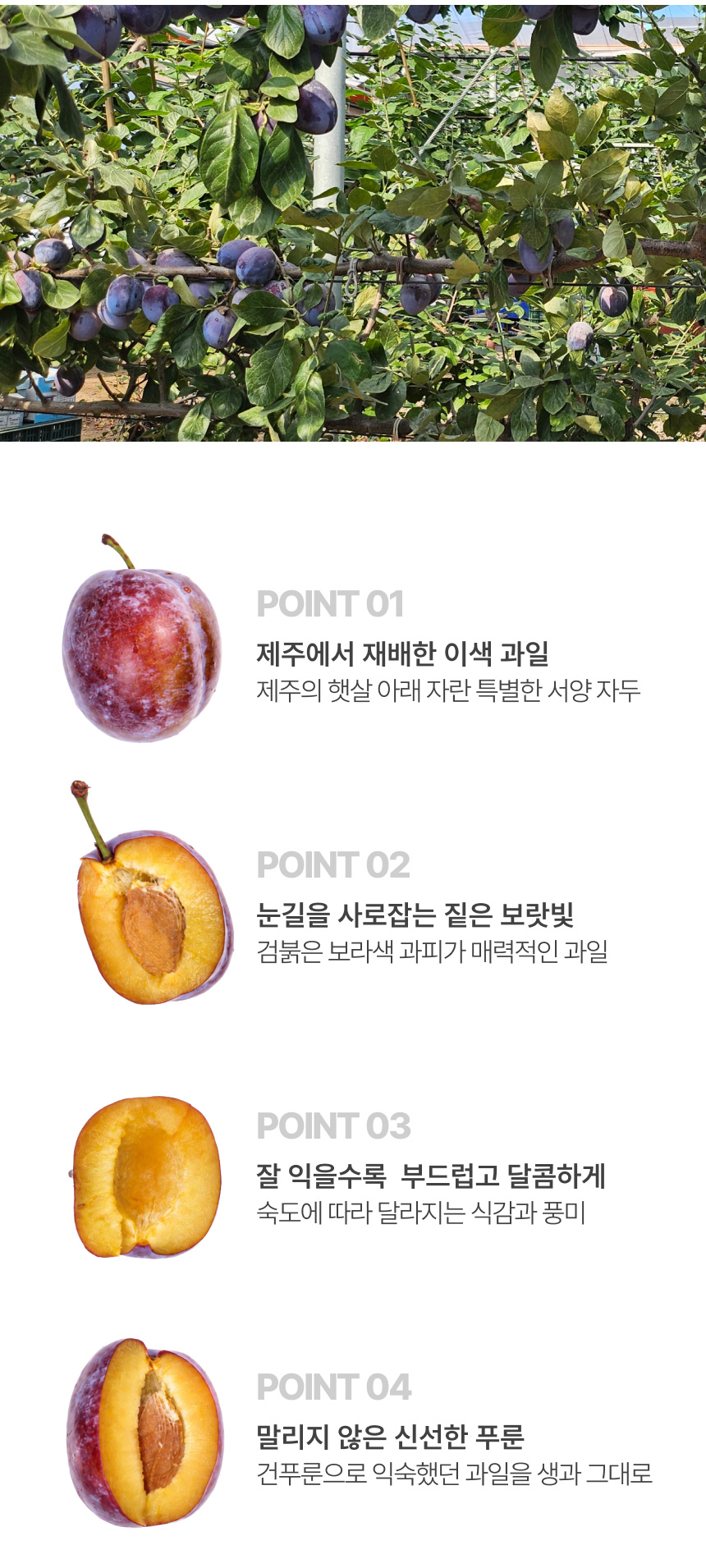 홍베리 제주에서 나는 생 푸룬 자두 생과 농장직송 1kg GAP 인증 제주푸룬자두