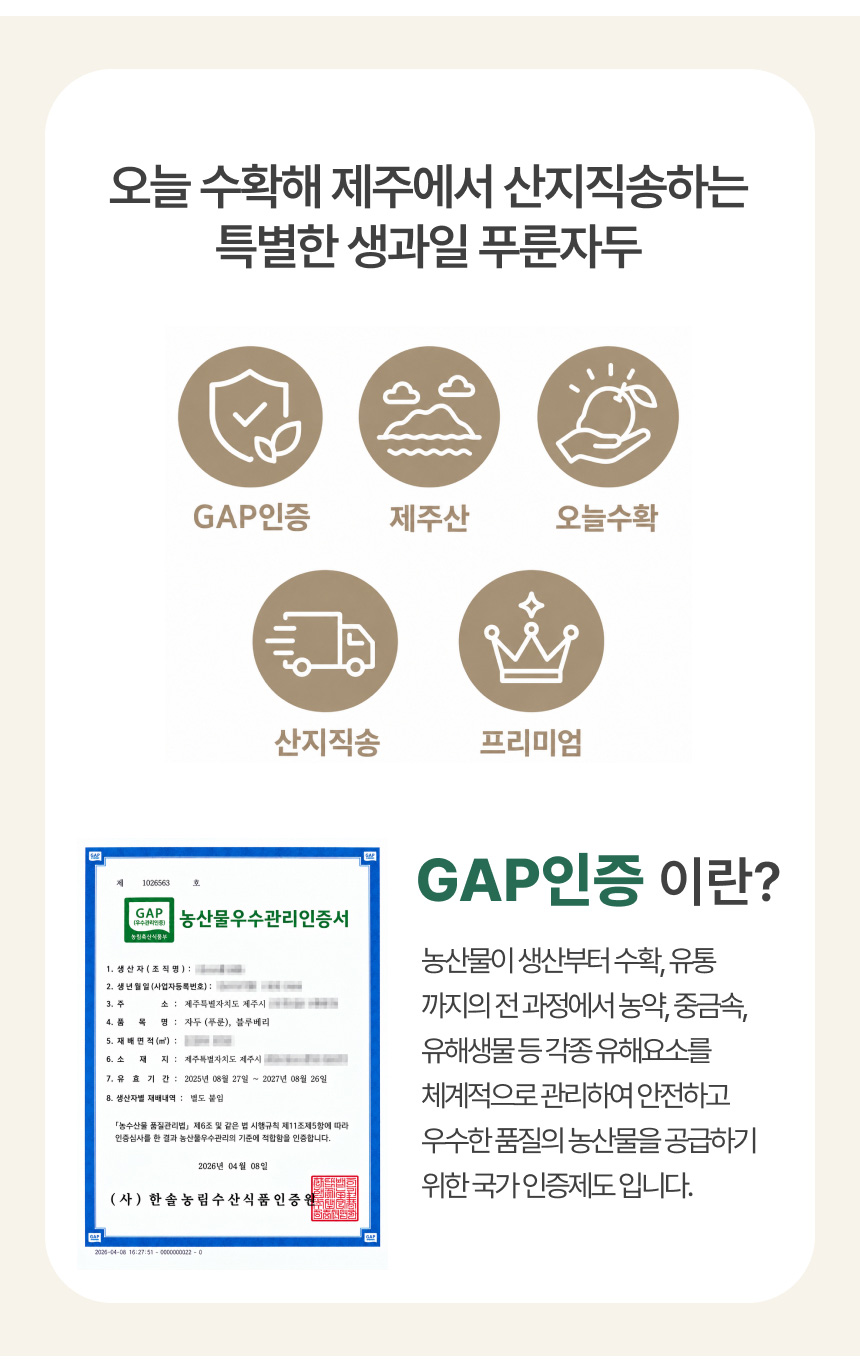 홍베리 제주에서 나는 생 푸룬 자두 생과 농장직송 1kg GAP 인증 제주자두