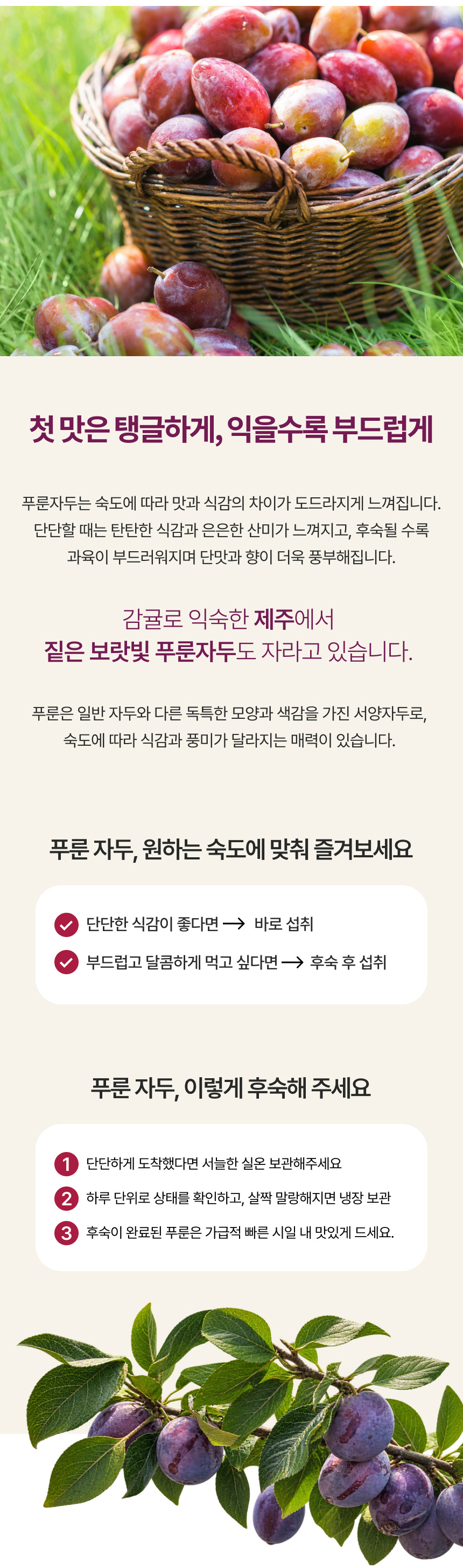 홍베리 제주에서 나는 생 푸룬 자두 생과 농장직송 1kg GAP 인증 제주산자두