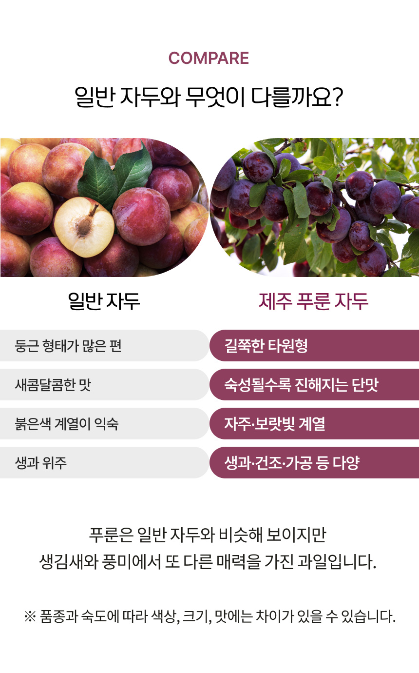 홍베리 제주에서 나는 생 푸룬 자두 생과 농장직송 1kg GAP 인증 제주산푸룬