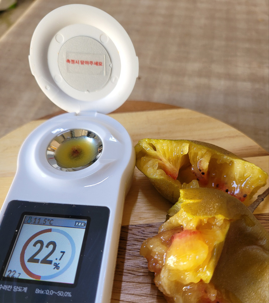 제주 레드키위 달콤한 고당도 키위 산지직송 제철과일 5kg 3kg 제주레드키위