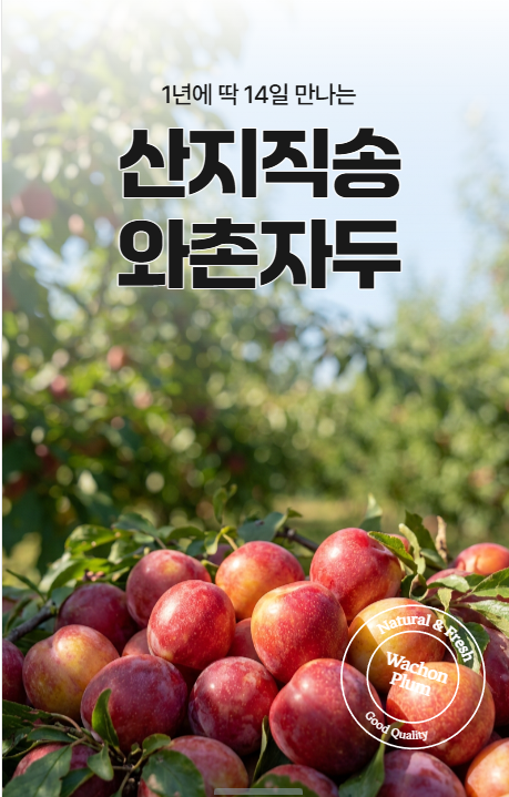국내산 와촌 햇자두 새콤달콤 중대과 대과 달달한