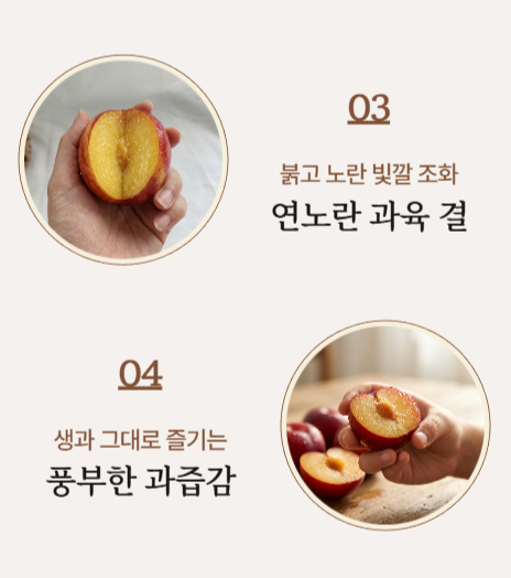 국내산 와촌 햇자두 새콤달콤 중대과 대과 농장직송