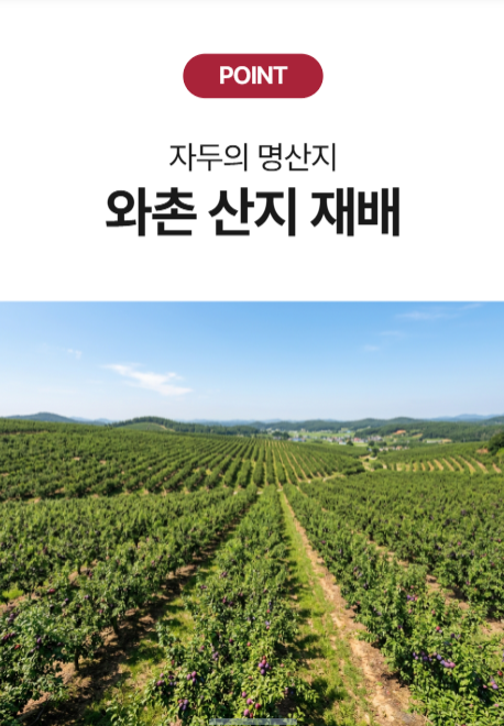 국내산 와촌 햇자두 새콤달콤 중대과 대과 제철과일