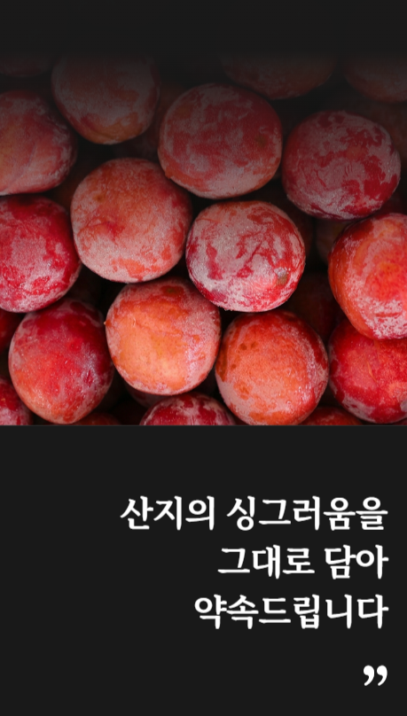국내산 와촌 햇자두 새콤달콤 중대과 대과 프리미엄