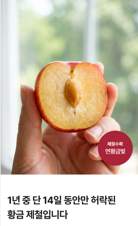 국내산 와촌 햇자두 새콤달콤 중대과 대과 경산