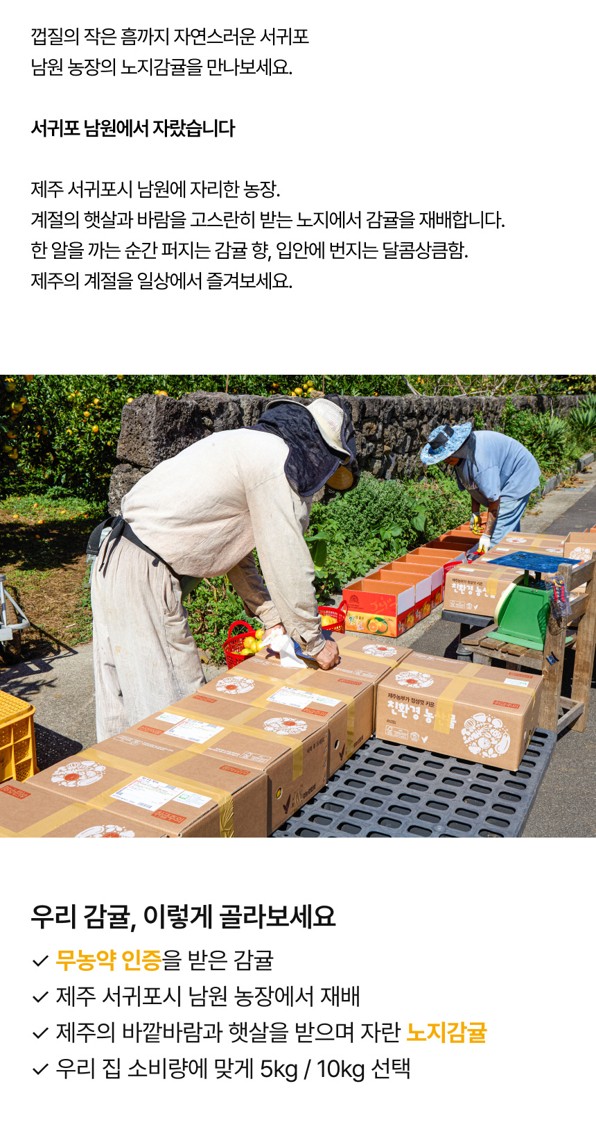 나종실농장 친환경 노지 감귤 5kg, 10kg 무농약 인증 노지감귤