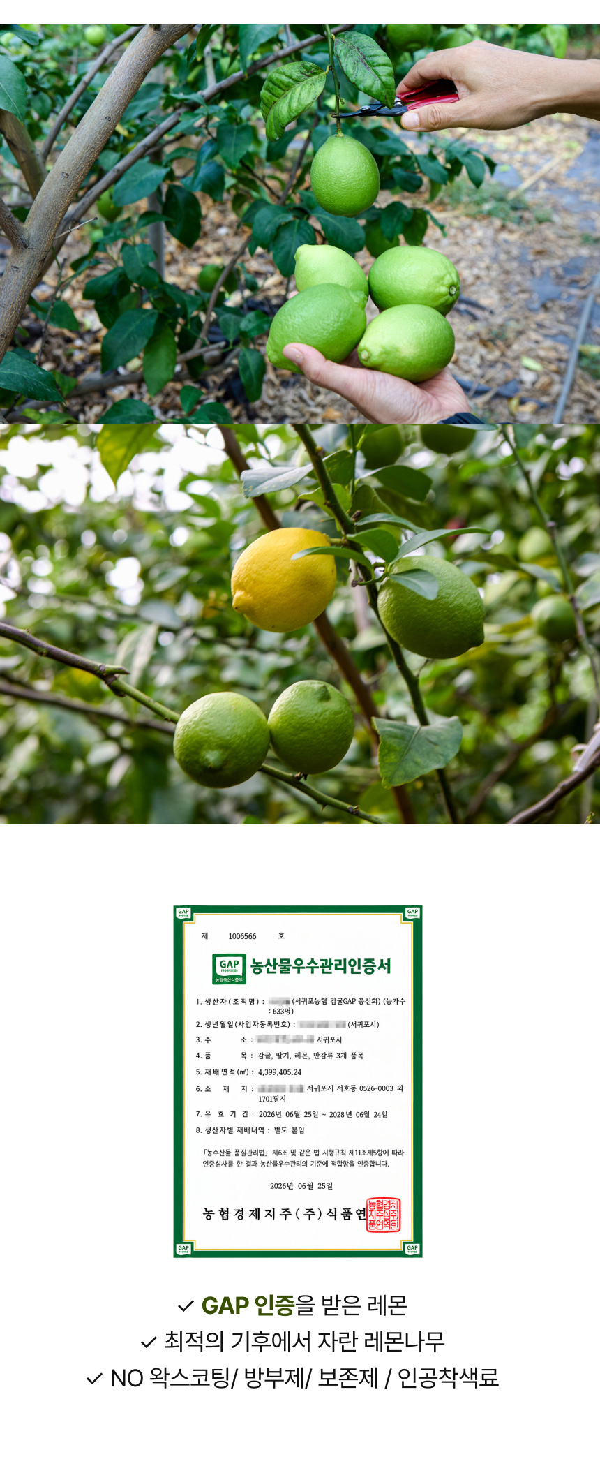 봄과 하늘이네 밭 제주 레몬 3kg 5kg 산지 농장 직송 청레몬 노란레 제주 서귀포 남원읍 농장에서 정성껏 재배한 싱그러운 제주 청레몬. 레몬청