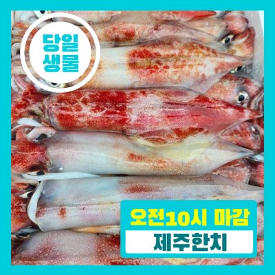[당일생물 ] 제주 한치 20마리 오늘 발송 내일 도착