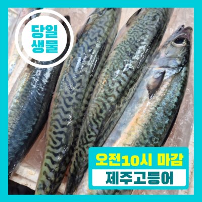 [당일생물 ] 제주 당일바리 고등어 서비스 준비중