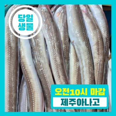 [당일생물 ] 제주 당일바리 아나고  서비스 준비중