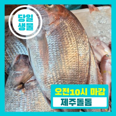 [당일생물 ] 제주 당일바리  제주돌돔 서비스준비중