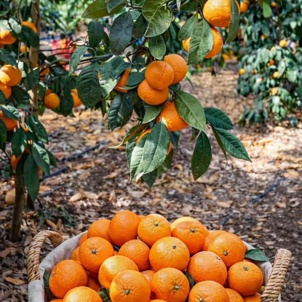 제주 하우스 카라향 가정용 실중량 4.5kg  외 산지직송
