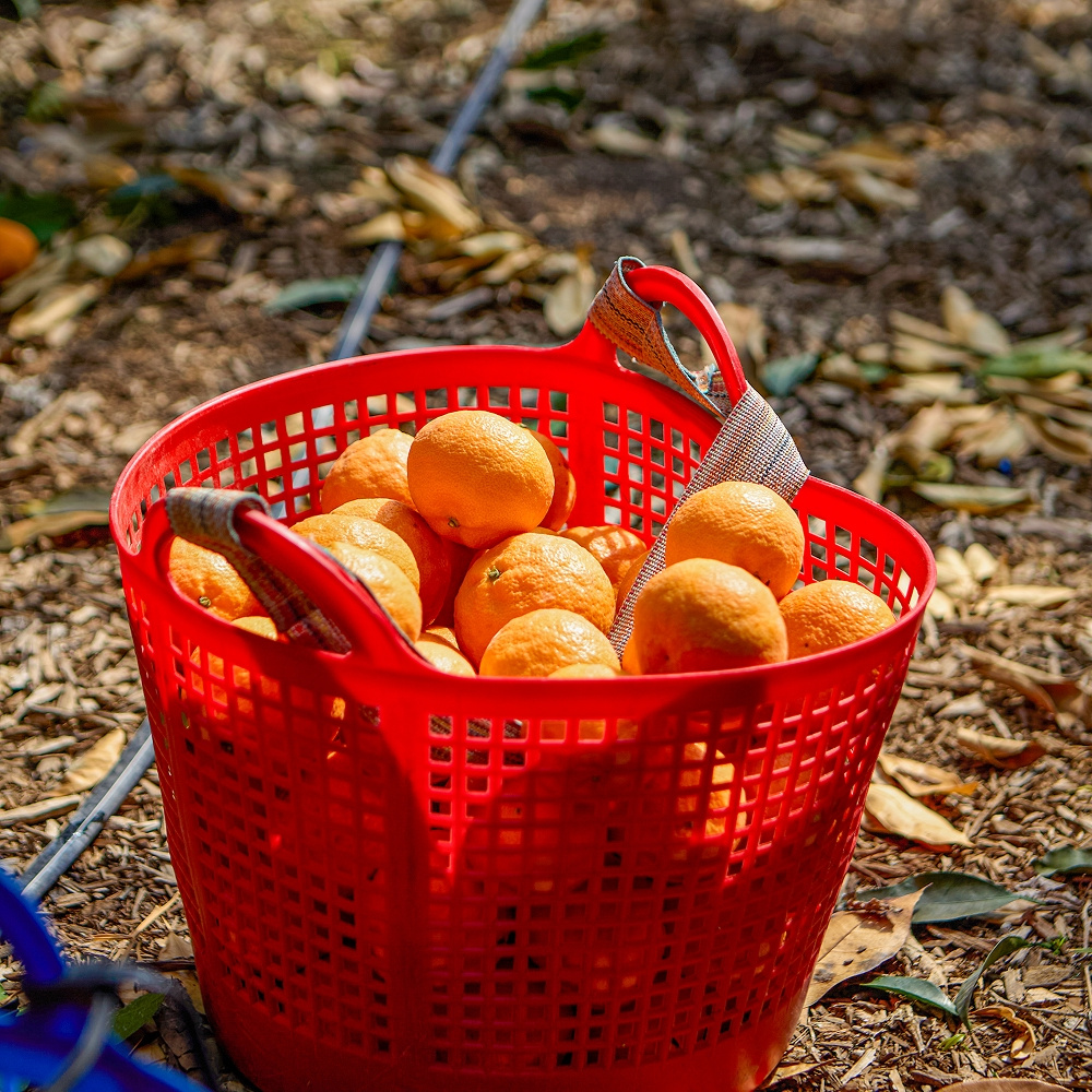 제주 하우스 카라향 가정용 실중량 4.5kg  외 산지직송
