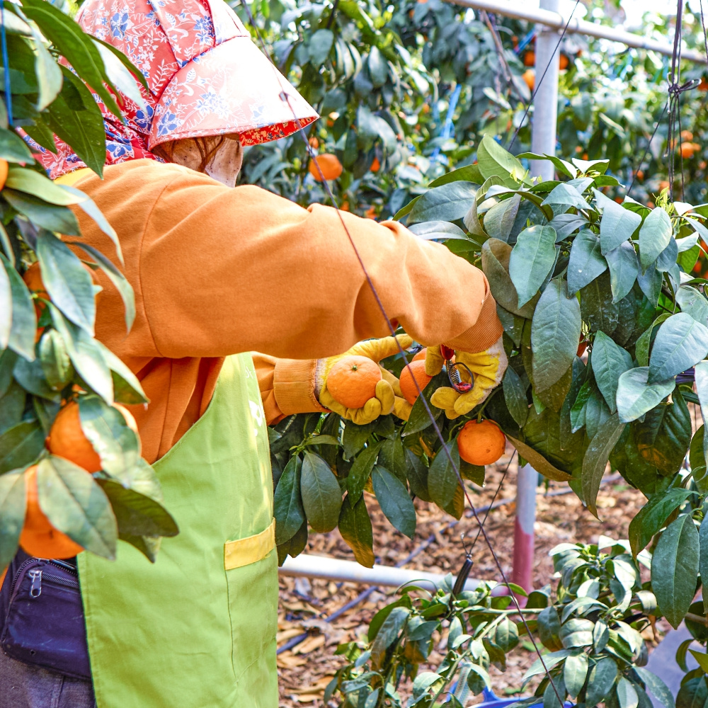 제주 하우스 카라향 가정용 실중량 4.5kg  외 산지직송
