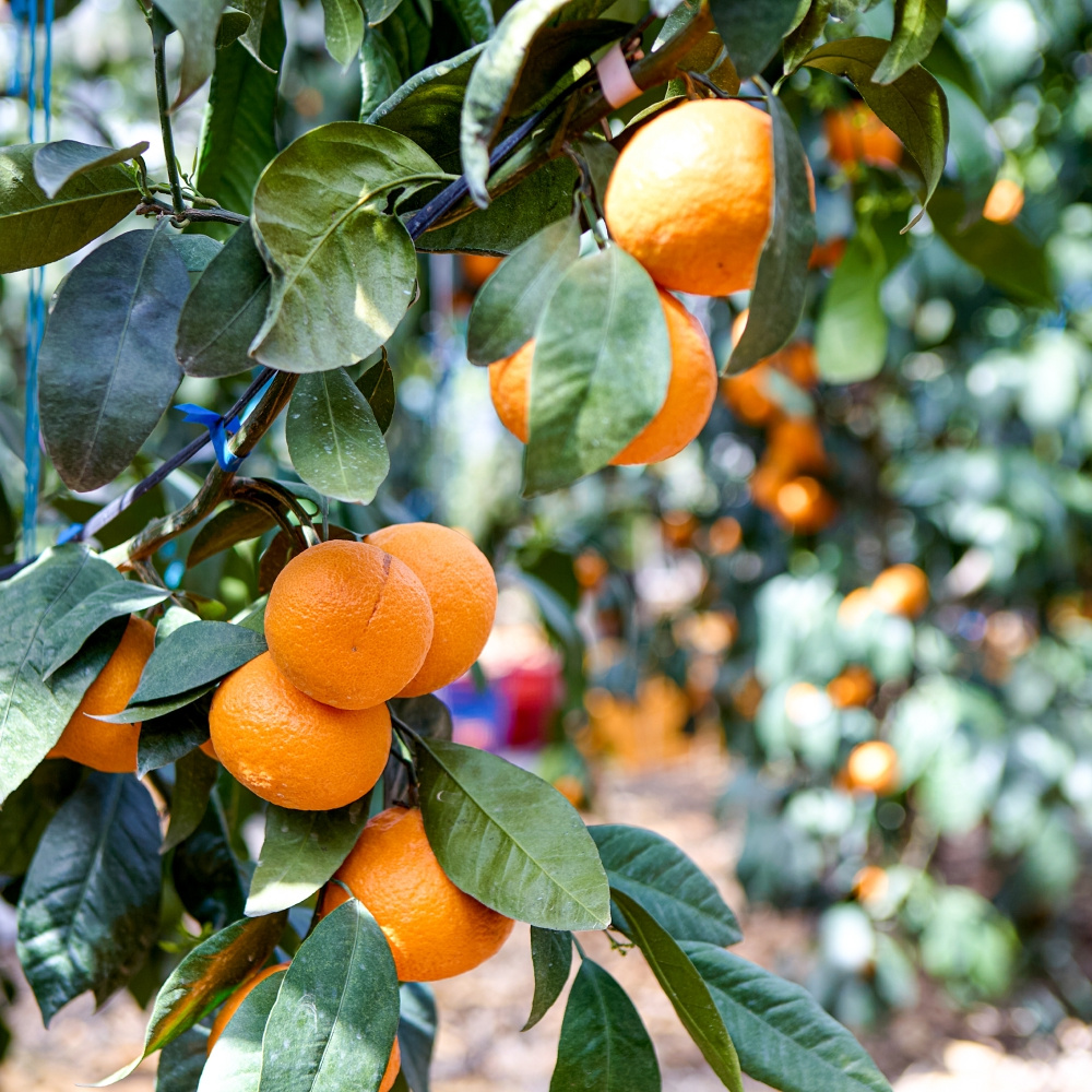 제주 하우스 카라향 가정용 실중량 4.5kg  외 산지직송