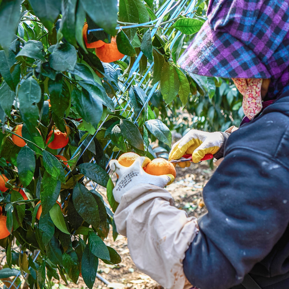 제주 하우스 카라향 가정용 실중량 4.5kg  외 산지직송