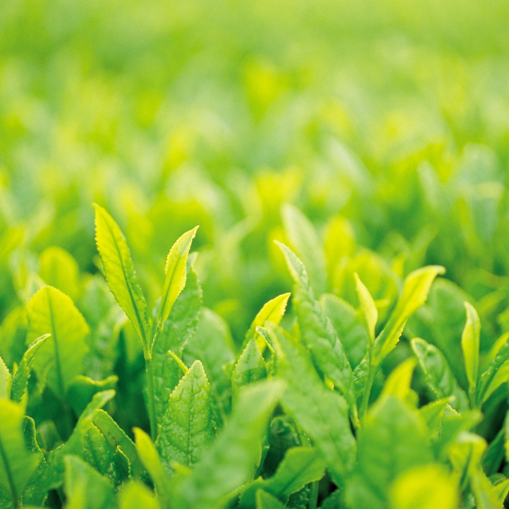 제주 5월 녹차 잎 40g 80g 프리미엄 차