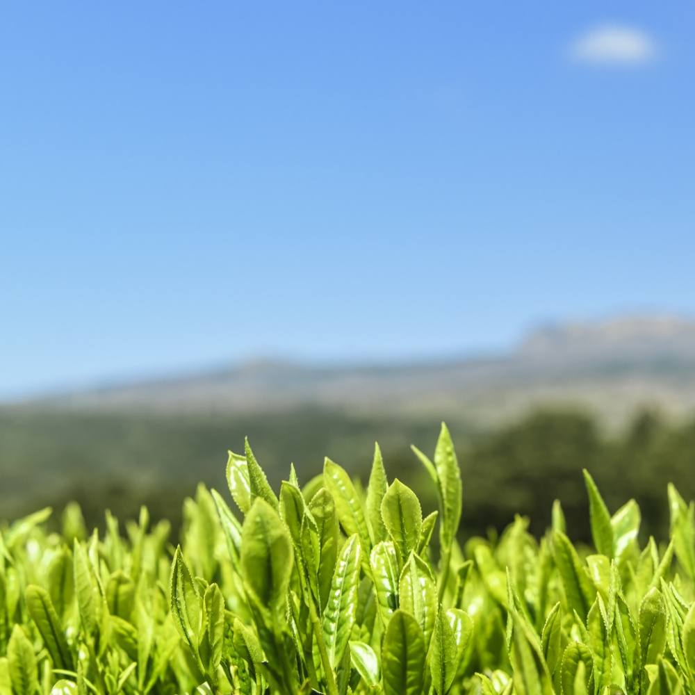 제주 5월 녹차 가루 50g 80g 프리미엄 차